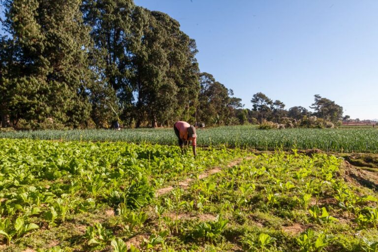 Mécanisme Forêts et Producteurs