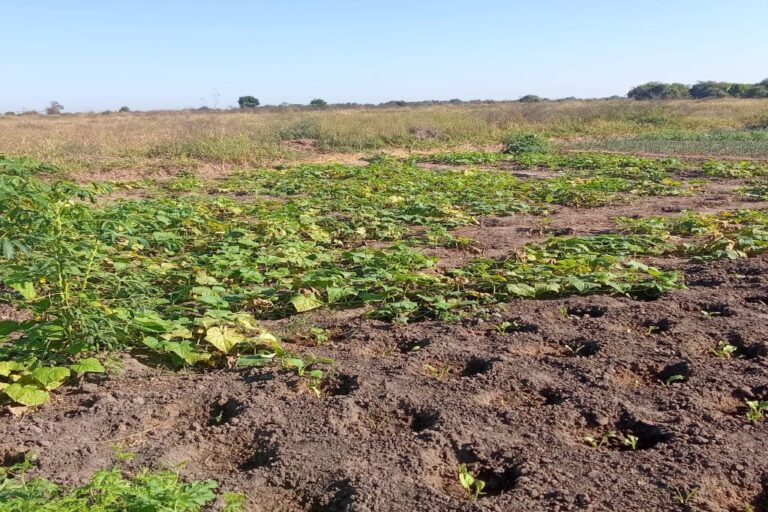 Appui et renforcements des résiliences