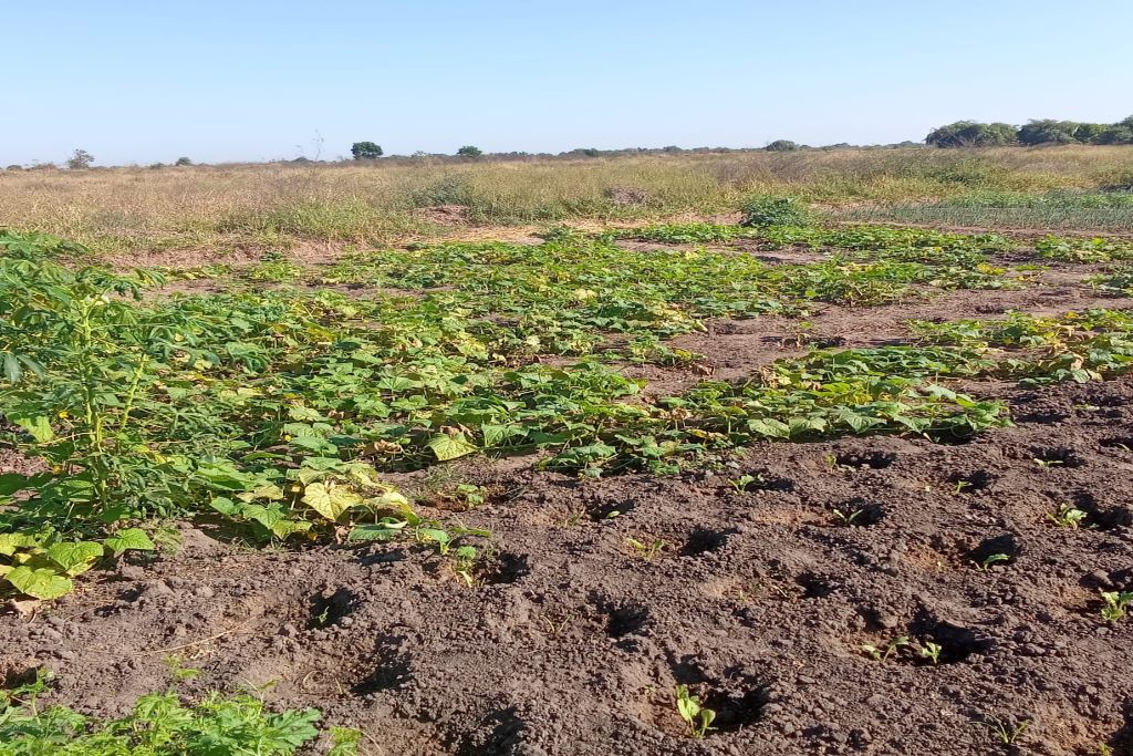 Appui et renforcements des résiliences